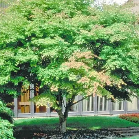 thumbnail for publication: Acer palmatum: Japanese Maple
